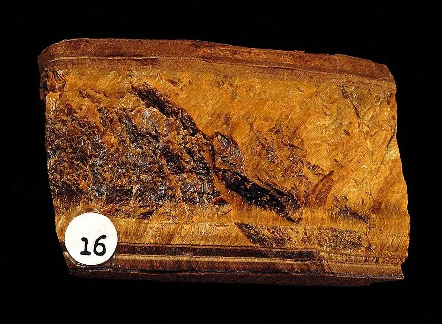 A slab of golden tiger’s eye: A cut and polished slab of tiger’s eye from a geology teaching collection, the golden bands running side by side like silk.